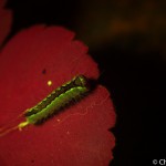 Early instar Splendid Dagger Moth, Acronicta superans, on leaf, fluorescence, Maine\