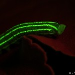 Inchworm on leaf, fluorescence, Maine