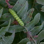 Fern moth caterpillar, Callopistria spp., white light, Maine