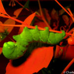 Tobacco hornworm, fluorescence, Maine
