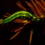 Symmerista spp., fluorescence, Maine