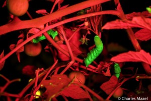 Tobacco hornworms on plant, fluorescence, Maine