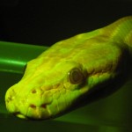 Albion Burmese Python, fluorescence