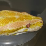 Albion Burmese Python, white light