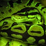 Snake, fluorescence