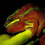 Panther chameleon, fluorescence