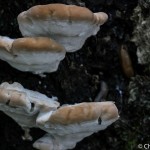 Tree bark and mushrooms, white light