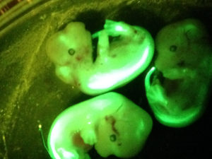 Mouse embryos illuminated by the SFA lamp and viewed through the microscope.