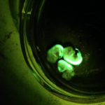 Mouse embryos illuminated by the SFA lamp and viewed through the barrier filter shield.