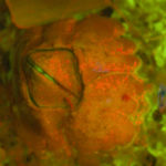 Zeiss 508 - barnacle