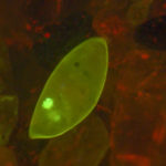 Zeiss 508 - ostracod