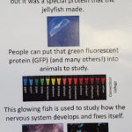 Poster illustrating the importance of fluorescent proteins in research.