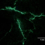 Cracks in Sonaspection test plate, fluorescent penetrant