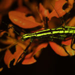 Two-striped walking stick Anisomorpha buprestoides fluorescence (c) Charles Mazel