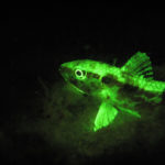 Fluorescing goatfish