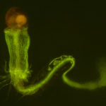 Arabidopsis – GFP in root