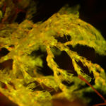 Algae, fluorescence