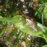 Isopod on seaweed, white light