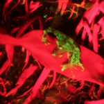 Isopod on seaweed, fluorescence