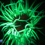 Snakelocks Anemone – Anemonia viridis, fluorescence