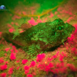 Long Spined Scorpion Fish – Taurus bubalis, fluorescence