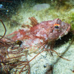 Long Spined Scorpion Fish – Taurus bubalis, white light
