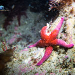Bloody Henry Starfish – Henricia oculata, white light