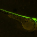 Zebrafish with GFP in motor neurons