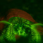 Hermit crab, Pagurus sp., fluorescence (c) Charles Mazel