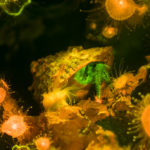Hermit crab, Pagurus sp., fluorescence (c) Charles Mazel