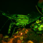 Spot prawn, Pandalus platyceros, fluorescence (c) Charles Mazel