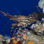 Spot prawn, Pandalus platyceros, white light (c) Charles Mazel