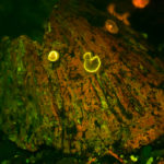 Corynactis californica, fluorescence (c) Charles Mazel