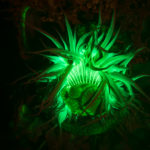 Anemone, Anthopleura sola, fluorescence (c) Charles Mazel