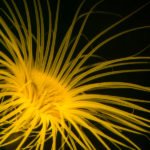 Tube anemone, Pachycerianthus fimbriatus, fluorescence (c) Charles Mazel