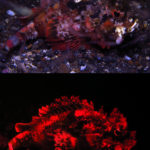 Bandtail Scorpionfish - white and blue light