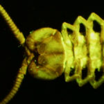 Centipede fluorescing under blue excitation light