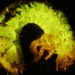 Beetle larva fluorescing under blue excitation light