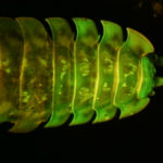 Pill bug (dorsal side) fluorescing under blue excitation light