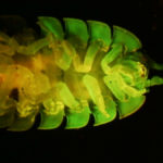 Pill bug (ventral side) fluorescing under blue excitation light