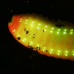 Earth worm terminal end fluorescing under blue excitation light