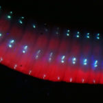 Earth worm mid-section fluorescing under longwave UV excitation light