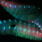 Earth worm mid-section fluorescing under longwave UV excitation light