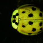 Lady bug fluorescing under blue excitation light
