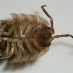 Pill bug (ventral side) under white light