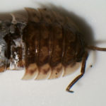 Pill bug (dorsal side) under white light