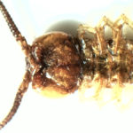 Centipede under white light