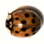 Lady bug under white light