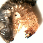 Beetle larva under white light