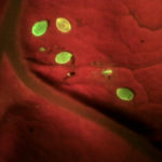 Nondescript egg cases on leaf fluorescing under blue excitation light